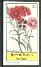 Bernera 1982 Flowers #18 (Dianthus chinensis) imperf souvenir sheet (£1 value) unmounted mint