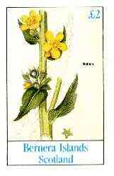 Bernera 1982 Flowers #23 (Mullein) imperf deluxe sheet (£2 value) unmounted mint
