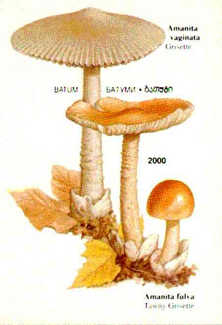 Batum 1997 Mushrooms imperf souvenir sheet (2000 value) unmounted mint