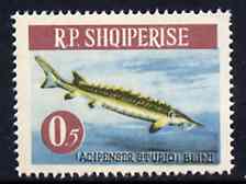 Albania 1964 Sturgeon 0L50 unmounted mint, Mi 809