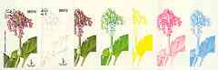 Dhufar 1977 Garden Flowers 1B (Bergenia) set of 7 imperf progressive colour proofs comprising the 4 individual colours plus 2, 3 and all 4-colour composites unmounted mint
