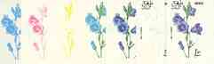 Dhufar 1977 Garden Flowers 1R20 (Bell Flower) set of 7 imperf progressive colour proofs comprising the 4 individual colours plus 2, 3 and all 4-colour composites unmounted mint
